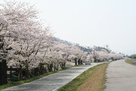 長井市の桜≪最上川堤防千本桜≫