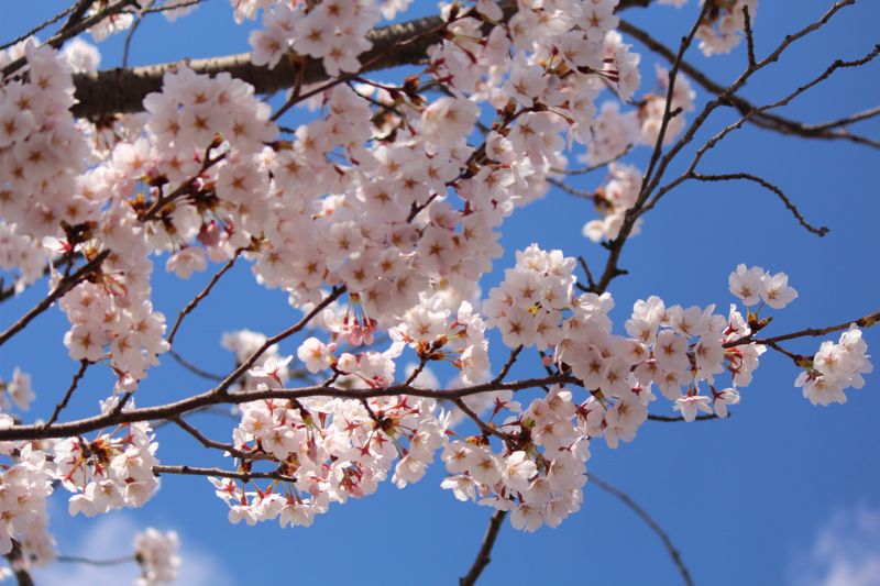 長井市の桜≪中央地区①≫
