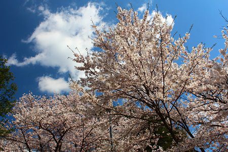 長井市の桜≪中央地区②≫