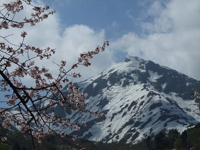 長井市の桜≪平野地区≫