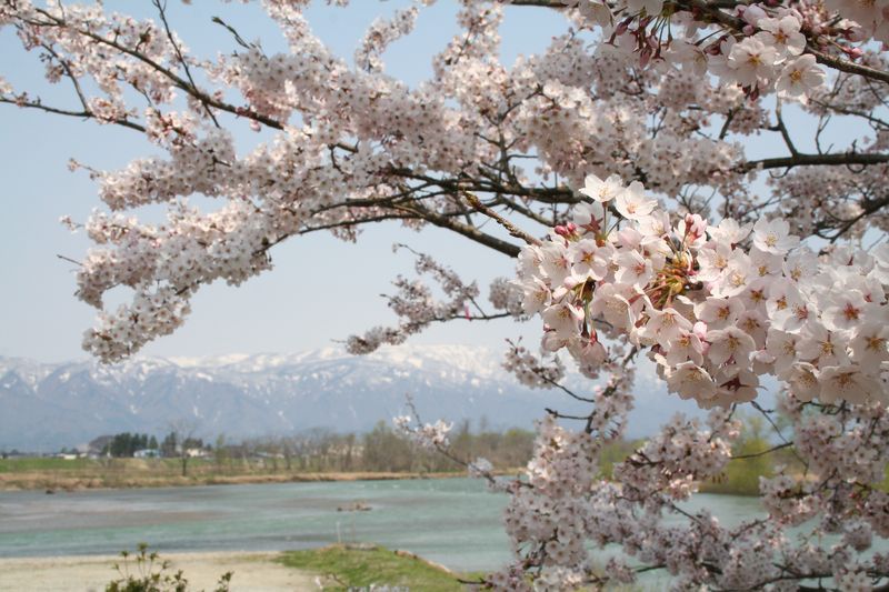 長井市の桜≪豊田地区≫