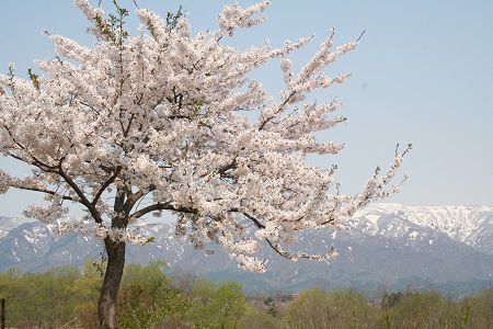 長井市の桜≪致芳地区≫