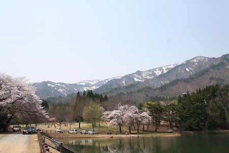 長井市の桜≪西根地区≫