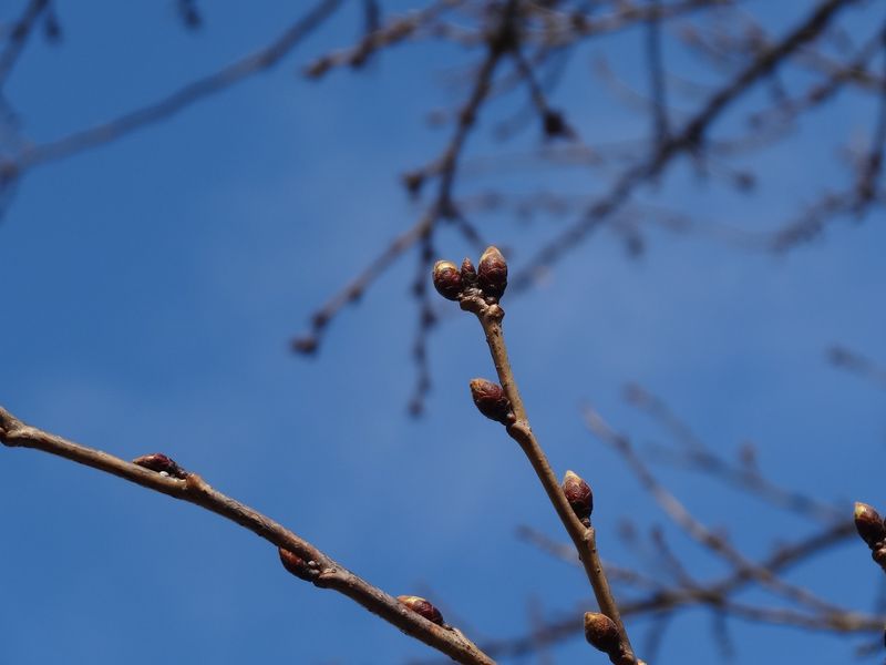 最上川堤防の様子（３月２７日）