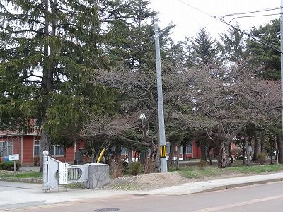 '15長井市内の桜情報（4月10日）