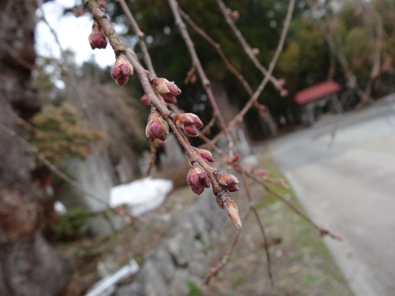 ’15長井市内の桜情報（4月14日）