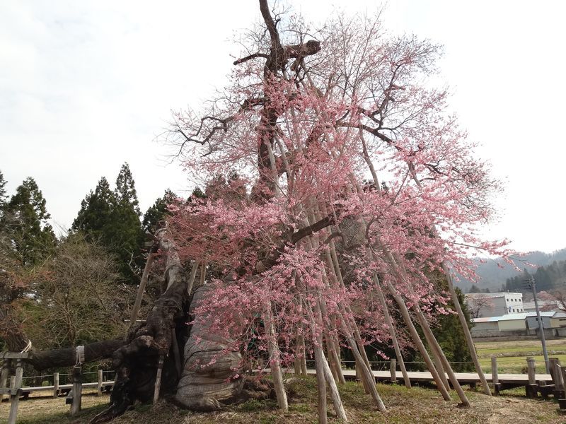 '15長井市内の桜情報(4月20日)