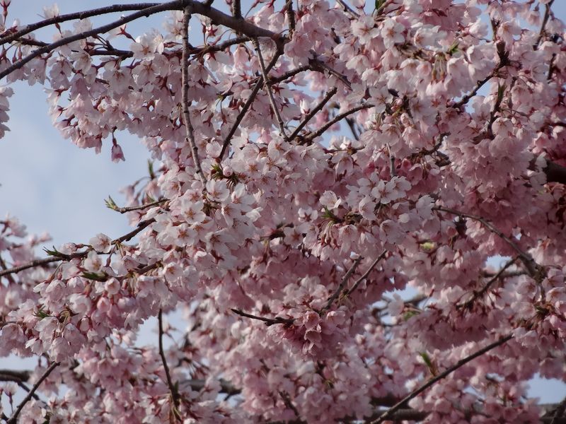 '15長井市内の桜情報（4月21日）