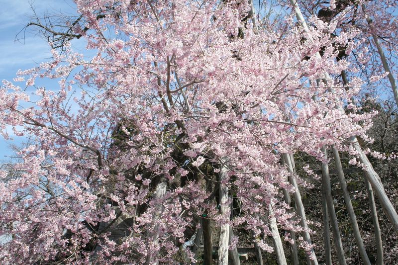 '15伊佐沢の久保桜開花情報（4月22日）