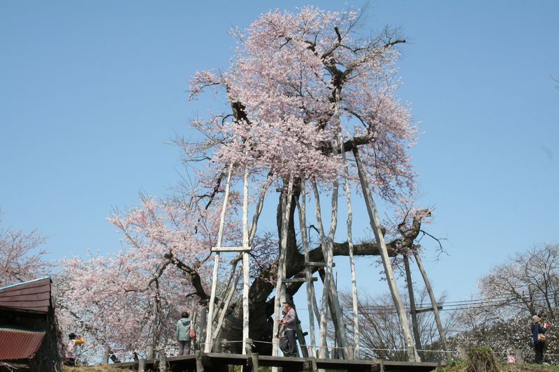 '15伊佐沢の久保桜の開花情報（4月23日）