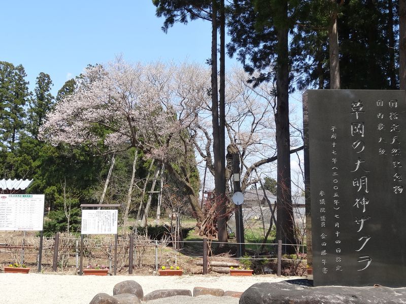 '15草岡の大明神桜開花情報（4月23日）
