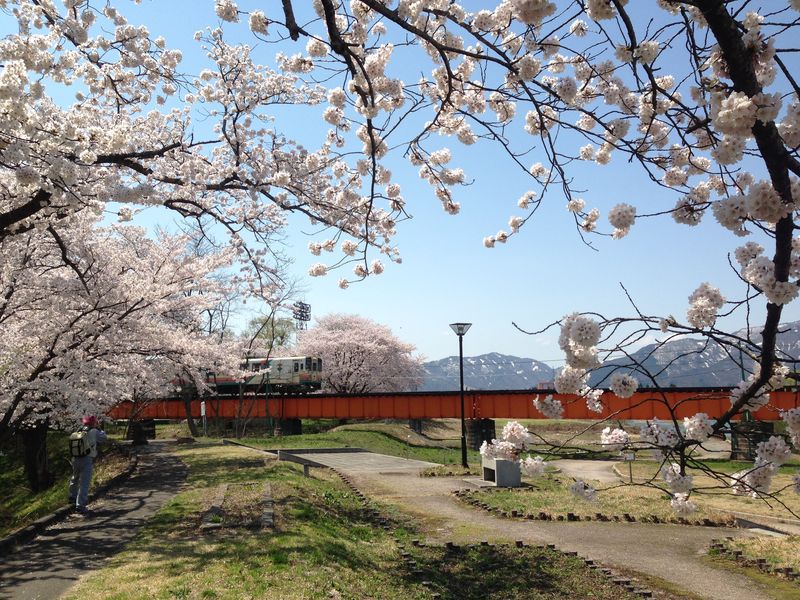 '15長井市内の桜開花情報（4月23日）