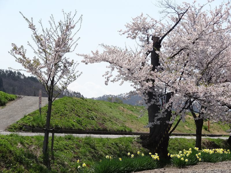 '15最上川堤防千本桜の桜開花情報（4月23日）