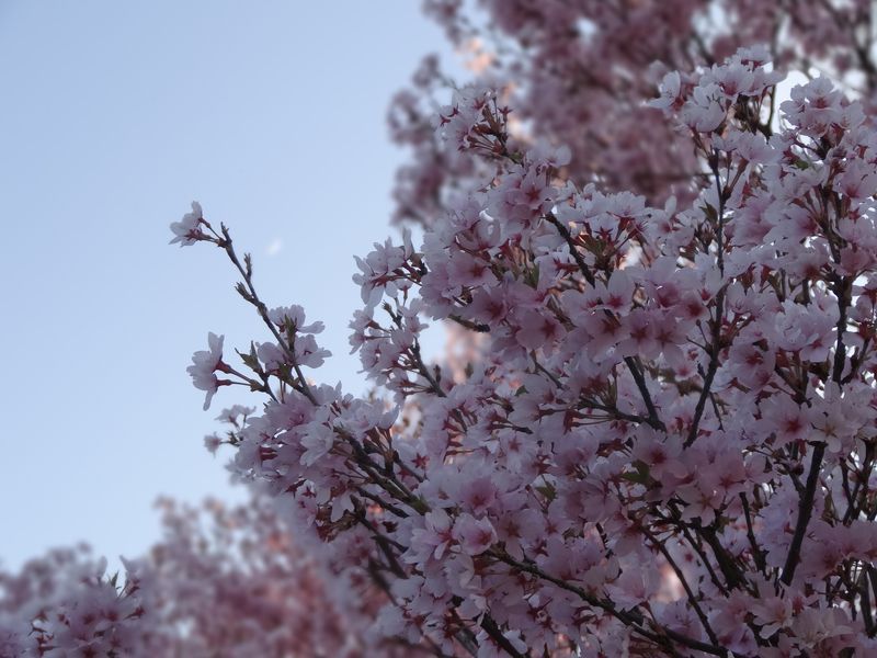 '15長井市内の桜開花情報