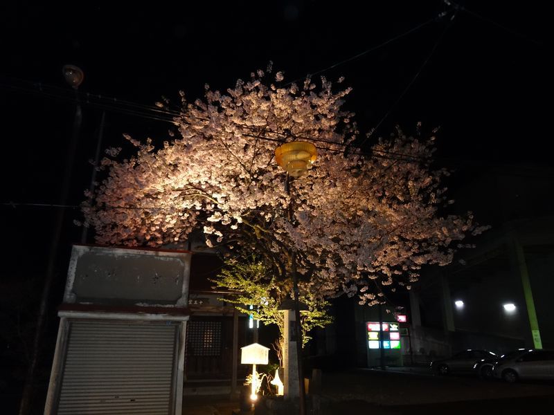'15十王堂の桜