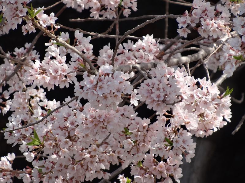 '15 伊佐沢の久保桜の開花情報（4月25日）