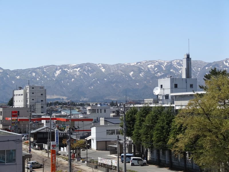 '15草岡の大明神桜の開花状況（4月26日）