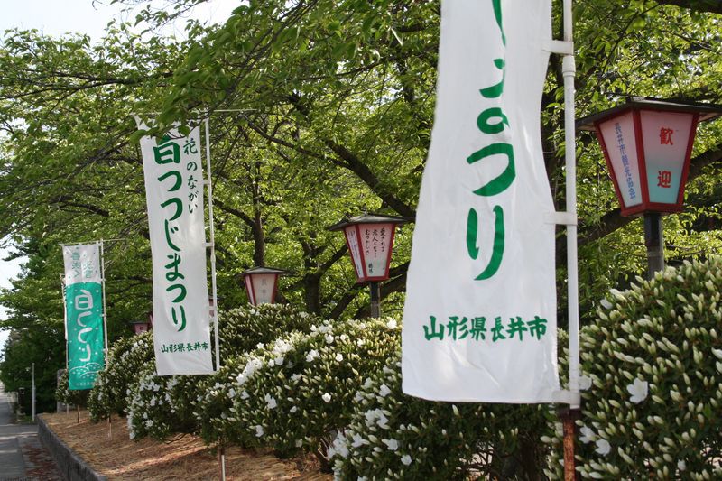 '15白つつじ開花情報（5月8日）