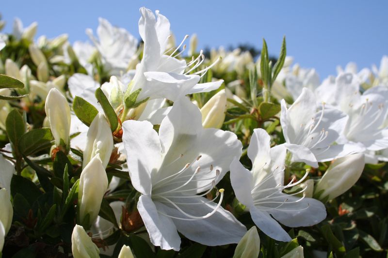 '15白つつじ開花情報（5月11日）