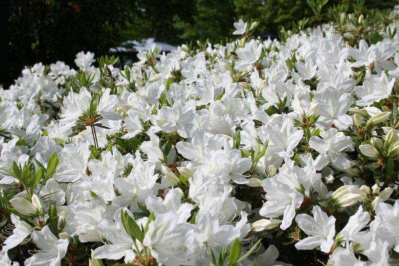 '15白つつじ開花情報(5月13日)
