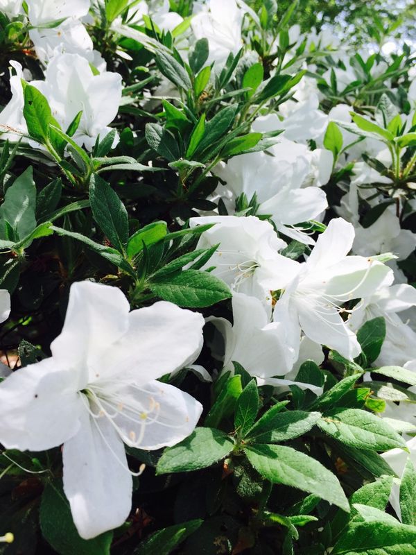 '15白つつじ開花情報（5月14日）