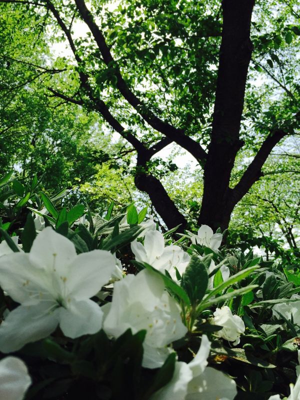 '15白つつじ開花情報（5月15日）