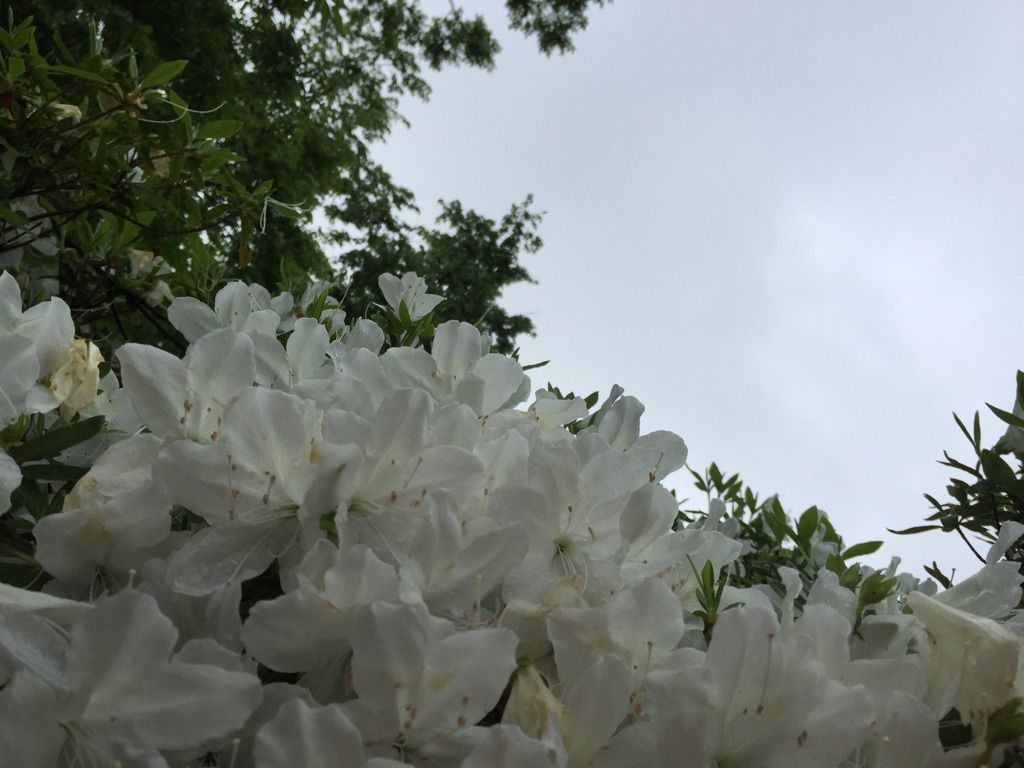 '15白つつじ開花情報（5月19日)