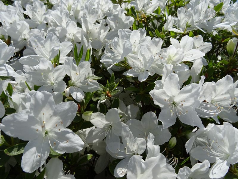 '15白つつじ開花情報（5月20日)