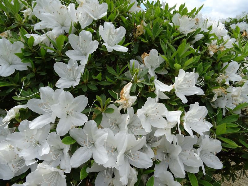 '15白つつじ開花情報（5月21日)