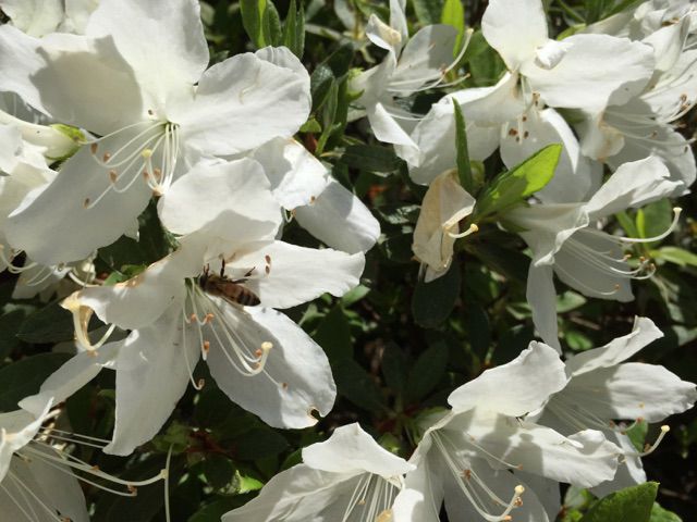 '15白つつじ開花情報（5月22日)