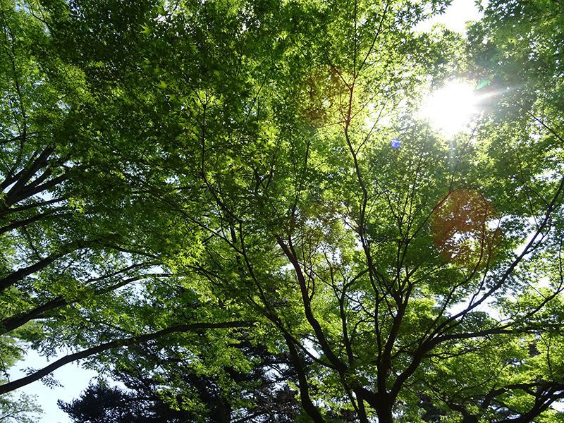 '15白つつじ開花情報（5月25日)