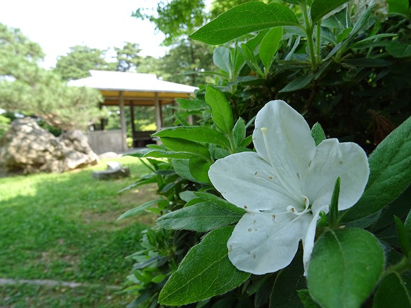 '15白つつじ開花情報（5月27日)