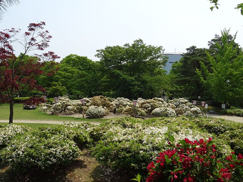 '15白つつじ開花情報（5月28日)