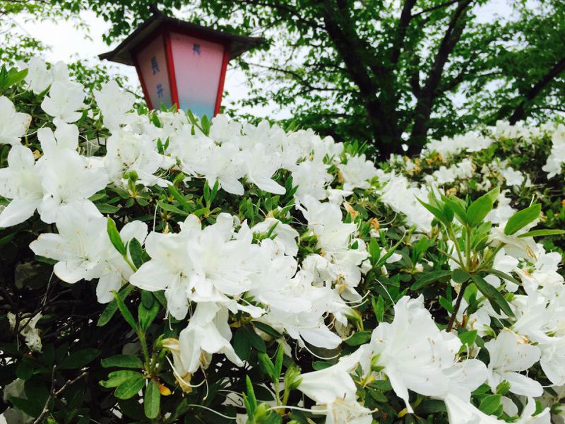 ’15白つつじ開花情報　最終回（まとめ）