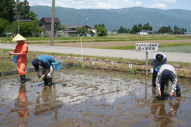 奨学米さわのはなの田植え