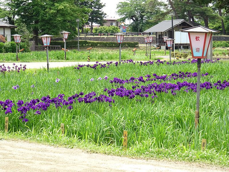 '15あやめ公園開花情報 （6月8日)