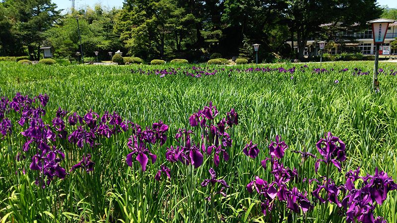 '15あやめ公園開花情報 （6月7日)