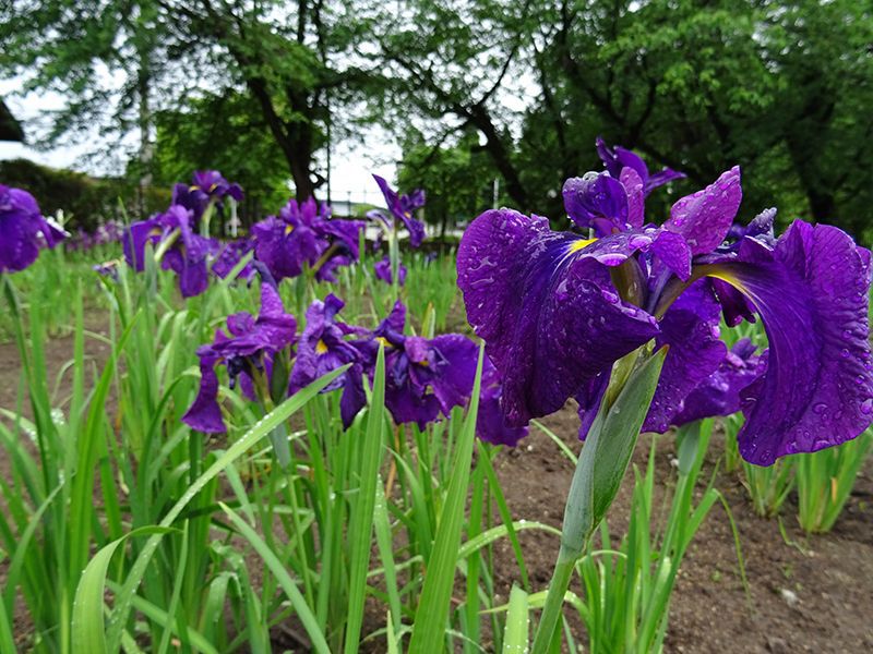 '15あやめ公園開花情報 （6月9日)