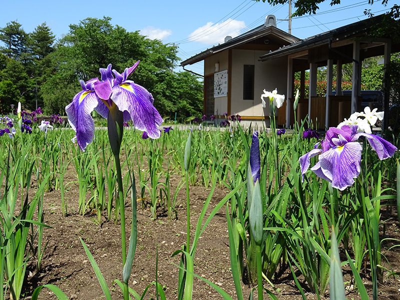 '15あやめ公園開花情報 （6月10日)