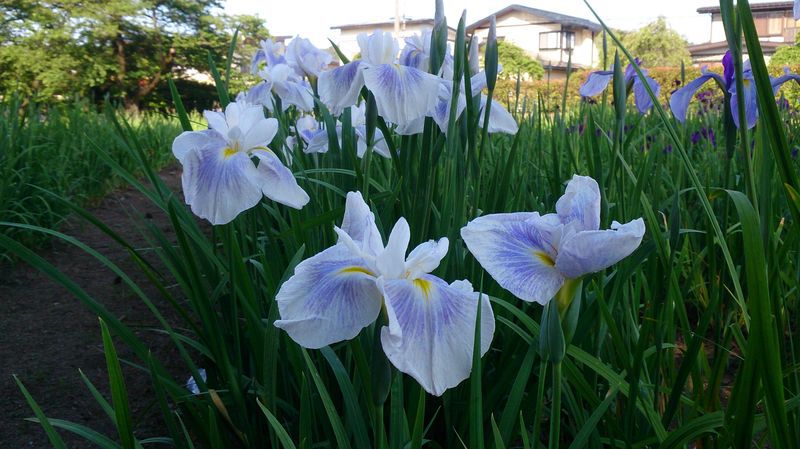 '15あやめ公園開花情報 （6月11日)