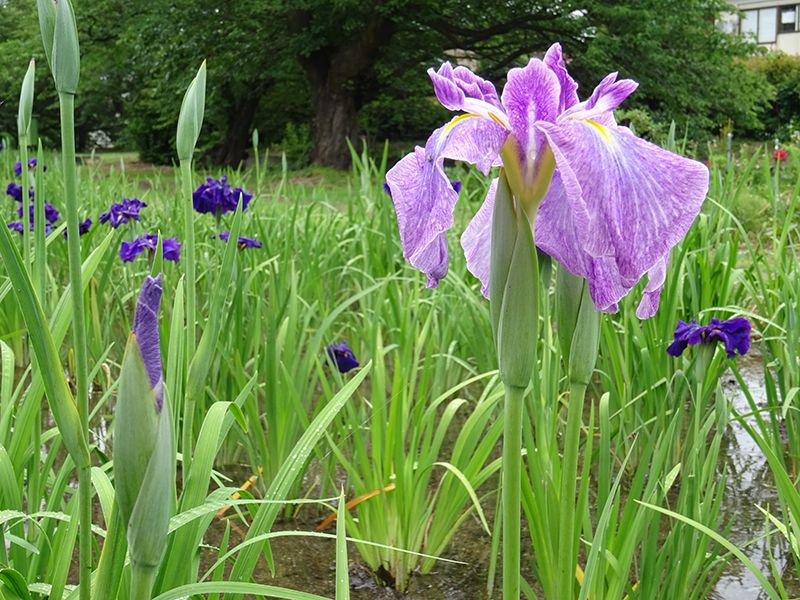 '15あやめ公園開花情報 （6月12日)
