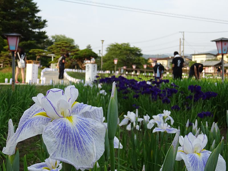 '15あやめまつりイベントレポ vol.1