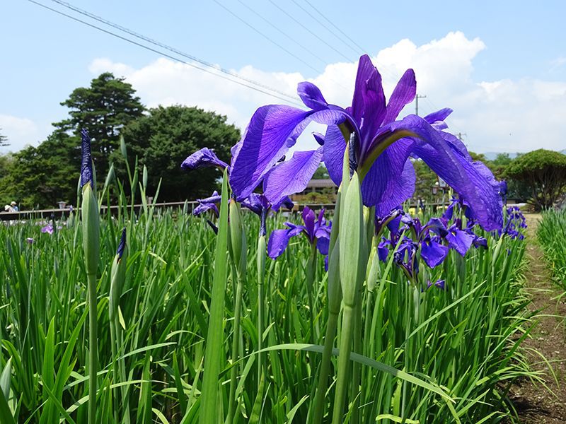 '15あやめ公園開花情報 （6月15日)