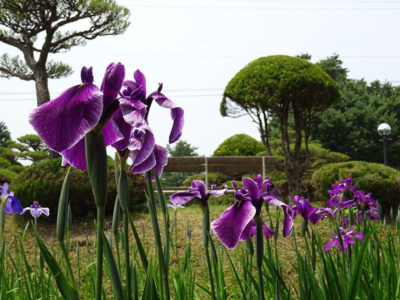 '15あやめ公園開花情報 （6月16日)
