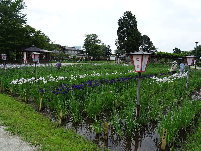 '15あやめ公園開花情報 （6月17日)