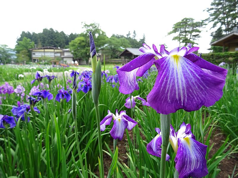 '15あやめ公園開花情報 (6月18日)