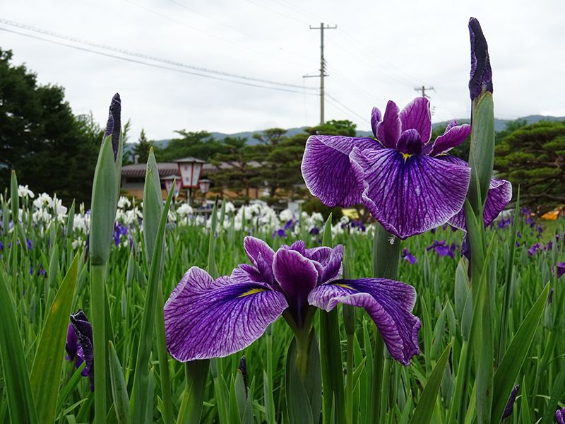 '15あやめ公園開花情報 (6月19日)