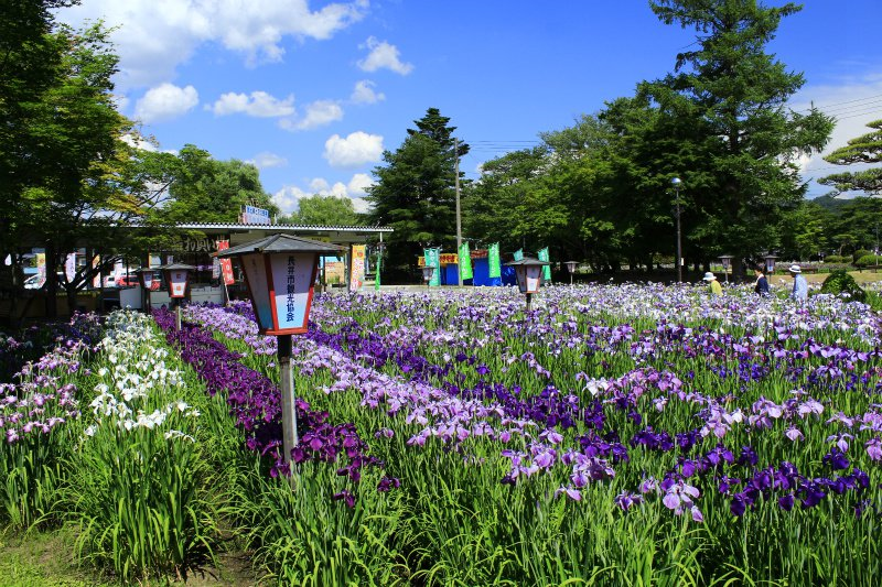 '15あやめ公園開花情報 (6月21日)