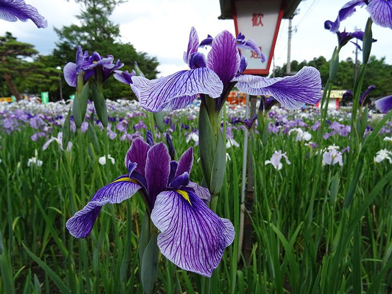'15あやめ公園開花情報 (6月22日)