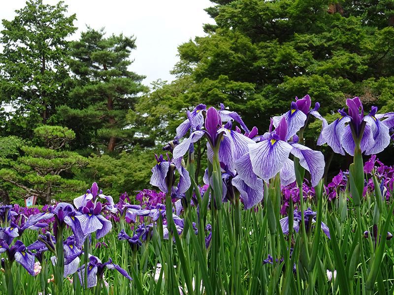 '15あやめ公園開花情報 (6月23日)